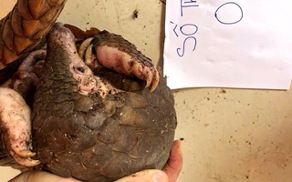 Khánh Hòa: Phát hiện vụ nuôi nhốt 5 con tê tê trái phép, 1 con đã chết