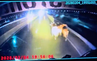 Đàn bò rơi khỏi xe tải trên tuyến cao tốc Vĩnh Hảo – Phan Thiết, giao thông rối loạn trong đêm