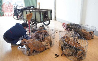 Băng trộm 5.200 con chó, thu lợi bất chính 2,6 tỉ đồng bị công an triệt phá