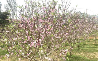 VIDEO: Đào nở bung trước Tết Nguyên đán, nhiều chủ vườn “trắng tay”