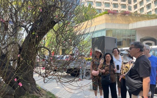 Đào cổ thụ giá trăm triệu hút khách ở chợ hoa TPHCM