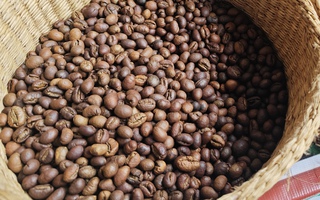 Giá cà phê hôm nay 1-3: Giữ giá tốt, là nhà cung cấp số 2 cho Hàn Quốc