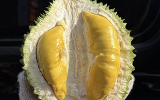 Giá sầu riêng Musang King rẻ đến bất ngờ