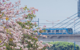 VIDEO: Con đường hoa kèn hồng lãng mạn tại TPHCM