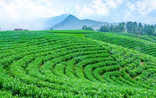 Những mùa hương trên vai núi