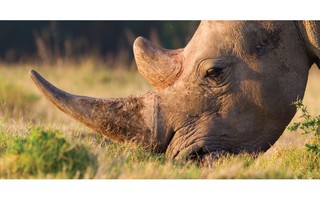 Nam Phi bắt ông Chu Đăng Khoa trong vụ án sừng tê giác