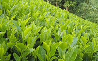 Nhật ký của trà