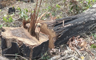 Gia Lai chỉ đạo xử lý nghiêm vụ phá rừng vùng biên giới