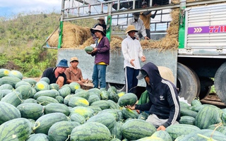 Giá dưa hấu còn 1.000 đồng/kg, nhiều hộ trồng lỗ hàng trăm triệu đồng