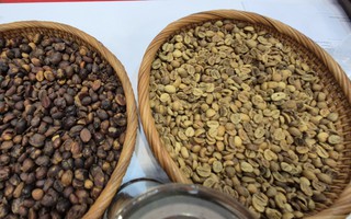 Giá cà phê hôm nay 16-3: Có bật tăng trở lại?