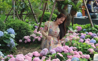 Check-in vườn hoa cẩm tú cầu nở rộ ở Công viên số 1 Lý Thái Tổ