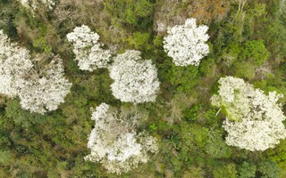 VIDEO: Ngây ngất với loài hoa nở trắng rừng xứ Thanh