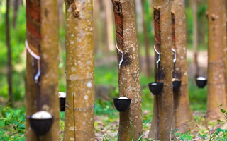 Bất chấp chiến sự Trung Đông, một cổ phiếu tăng trần 18 phiên liên tục