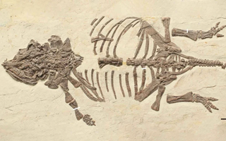 25 năm tìm chân tướng “quái thú Liêu Ninh”