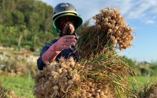 Nông dân Lý Sơn khóc ròng vì "vàng trắng" mất giá