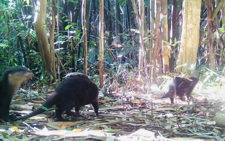 Phát hiện rái cá và chim hồng hoàng quý hiếm