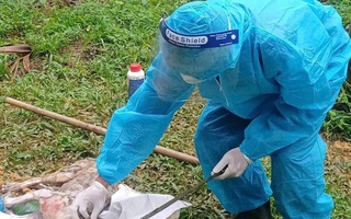 Chó dại tuột xích cắn 3 người dân ở Đà Nẵng bị thương