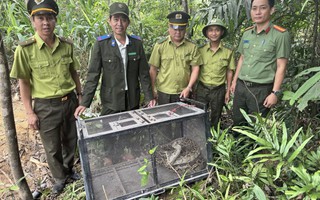 CLIP: Trăn gấm bò vào khu dân cư ở Đà Nẵng