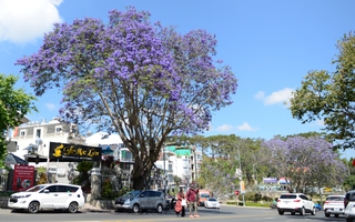 CLIP: Phượng tím vào mùa, Đà Lạt mộng mơ