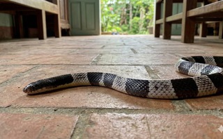 Khẩn cấp đưa huyết thanh từ TPHCM ra TP Huế cứu bé gái ngủ dưới nền nhà bị rắn cạp nia cắn 