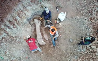 Quái vật dài 20 m "trỗi dậy" giữa công trình đường sắt