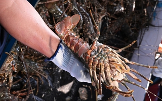 Trung Quốc mạnh tay mua tôm hùm của Việt Nam