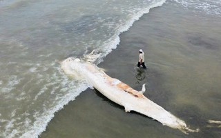 Xác cá voi dài gần 10 m dạt vào bờ biển