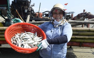 Ngư dân Thanh Hóa kiếm tiền triệu mỗi ngày mùa cá trích