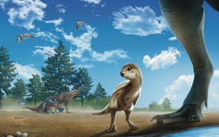 Hàn Quốc phát hiện loài quái vật tiền sử hoàn toàn mới