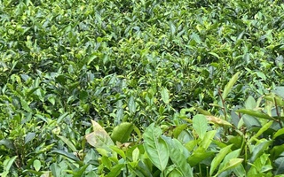 Lan man… trà Việt