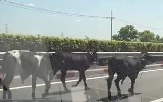 Đã rõ lý do vì sao 4 con bò đi vào cao tốc TP HCM - Long Thành - Dầu Giây