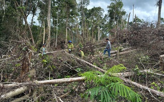 RỪNG VẪN "CHẢY MÁU" (*): Siết quản lý, bám sát địa bàn