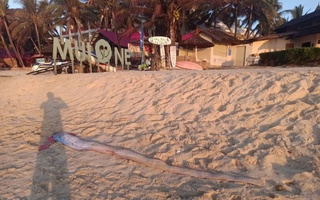 Thêm 1 con cá mái chèo dạt vào bờ biển Mũi Né, thu hút sự hiếu kỳ