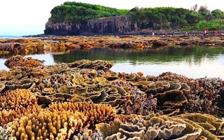 Quảng Ngãi muốn "đánh thức" du lịch lặn biển, ngắm san hô ở 2 hòn đảo nhỏ ven bờ