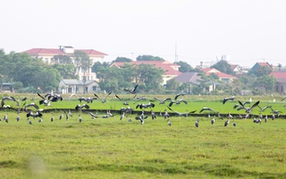 Đàn cò quý hiếm xuất hiện trên đồng ruộng Quảng Trị