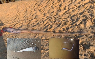 Cá mái chèo liên tục chết dạt vào bờ: Liên quan vùng nước trồi