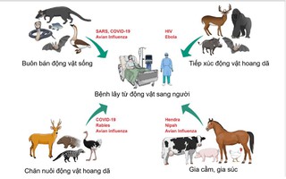 HCDC và ngành thú y TPHCM tăng cường phối hợp dữ liệu phòng bệnh lây từ động vật