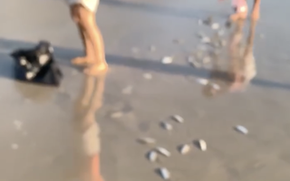 Clip: Hàng ngàn con cá bất ngờ dạt vào bờ biển Khánh Hòa