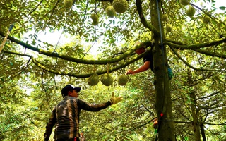 Gõ sầu riêng kiếm tiền triệu