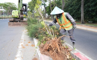 Lý do nhổ hàng ngàn cây huỳnh liên trên cung đường đẹp bậc nhất vào Vũng Tàu