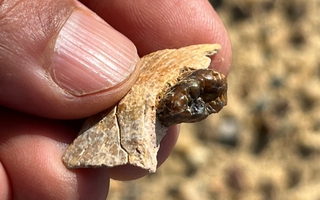 Sinh vật lạ ở Ai Cập vừa làm thay đổi lịch sử loài người