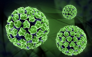 Tay chân miệng tăng nhanh, cảnh báo chủng EV71 độc lực cao