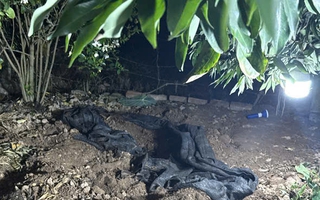 Sau khi sát hại và phi tang thi thể cụ bà, nghi phạm trèo lên cây trốn