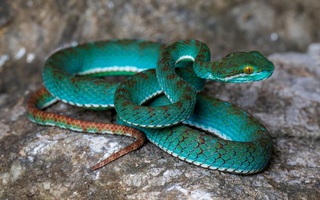 Lộ diện một loạt sinh vật chưa từng biết từ hang động Campuchia