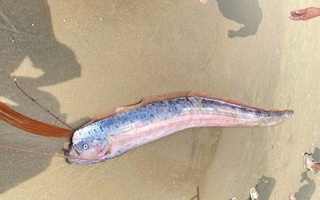 Xác cá hố rồng dài gần 2 m bất ngờ dạt vào bãi biển Đà Nẵng