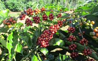 Giá cà phê hôm nay 5-3: Quay đầu tăng, hỗ trợ thích ứng xanh ngành cà phê cho cộng đồng yếu thế