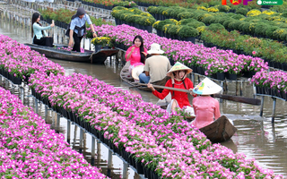 DongThapToplist nâng cao trải nghiệm tìm kiếm thông tin địa phương Đồng Tháp