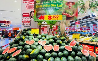 Dưa hấu Gia Lai bán tại ruộng chỉ 5.000 - 6.000 đồng/kg