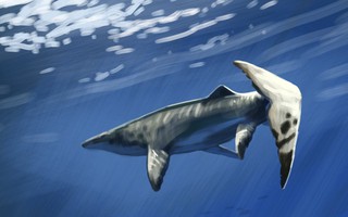 Thủy quái dài 9 mét xuất hiện giữa mỏ phốt phát