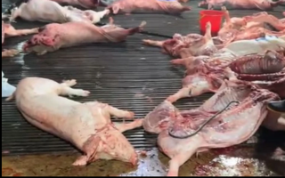 Vụ heo bệnh vào trường học: Công ty CP Dịch vụ suất ăn Công nghiệp Hà Nội nói mình là "nạn nhân"